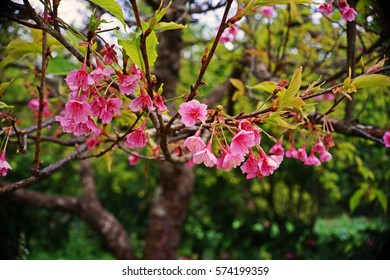 cherry blossom flowers;sakura flower