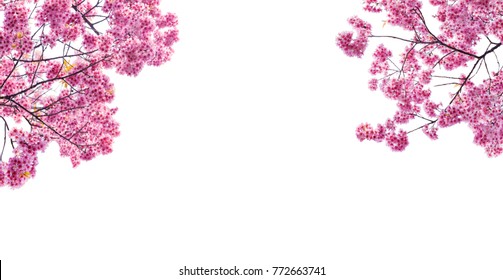 Cherry Blossom Frame Is On White Background