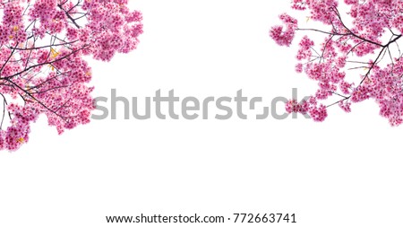 cherry blossom frame is on white background
