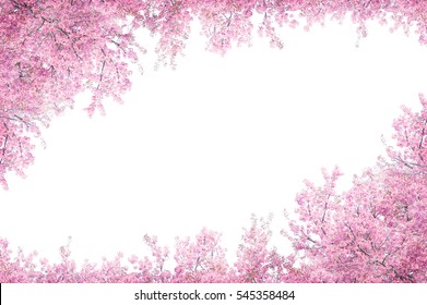 Cherry blossom frame use as background