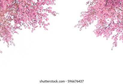 Cherry Blossom Frame Use As Background Or For Advertising In Cherry Blossom Festival Season