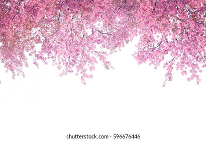 Cherry Blossom Frame Use As Background Or For Advertising In Cherry Blossom Festival Season