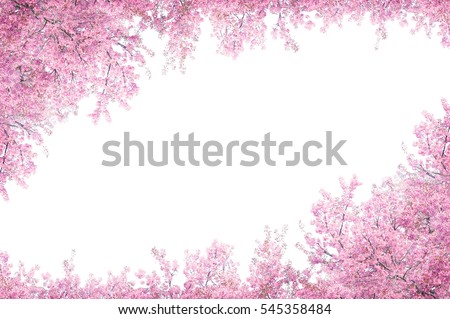 Cherry blossom frame use as background