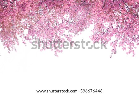 Cherry blossom frame use as background or for advertising in cherry blossom festival season