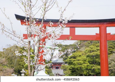 鶴岡八幡宮 の写真素材 画像 写真 Shutterstock