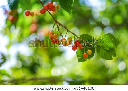 Similar – Foto Bild Tomaten Lebensmittel