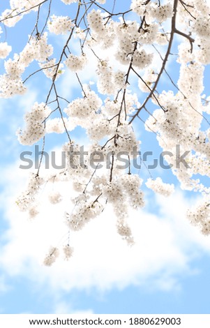 Image, Stock Photo cherry blossoms Nature