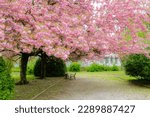 Cherry blossom is in full bloom in April is the best flower and signal of spring in Kaposvar, Hungary