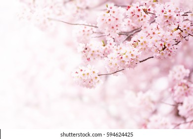 Cherry blossom in full bloom. Cherry flowers in small clusters on a cherry tree branch, fading in to white. Shallow depth of field. Focus on center flower cluster.