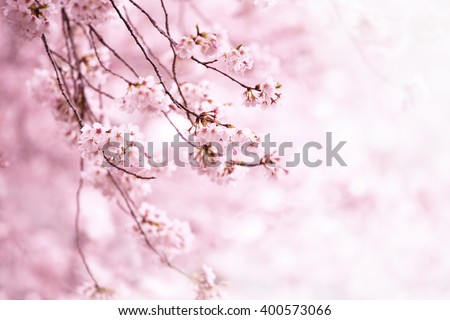 Cherry blossom in full bloom. Cherry flowers in small clusters on a cherry tree branch. Shallow depth of field. Focus on center flower cluster.