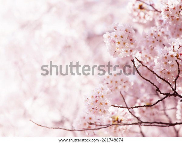 満開の桜 桜の木の枝に小さな房状の桜の花 の写真素材 今すぐ編集