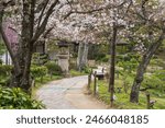 Cherry blossom in full bloom in Shukkei-en (Shukkeien) Japanese garden. Hiroshima Prefecture, Japan.