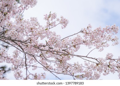 Cherry Blossom In High Park, Toronto (2019)