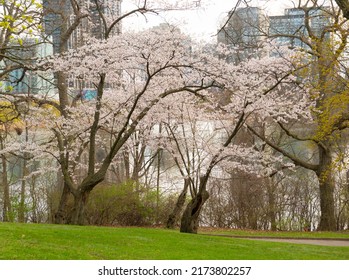 Cherry Blossom In High Park, Toronto. 