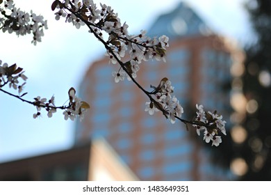 Cherry blossom and iconic