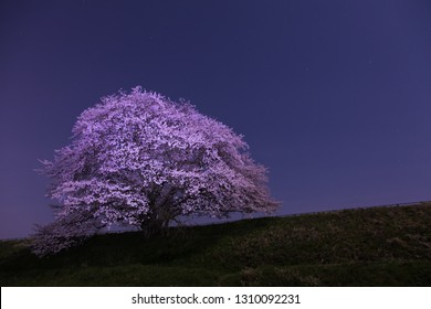 Cherry Blossom In Ikusaka-ike Pond, Tenri-city, Nara, Japan. Night View