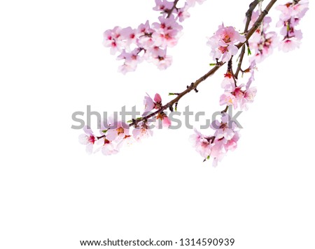 Cherry blossom isolated in front of white background