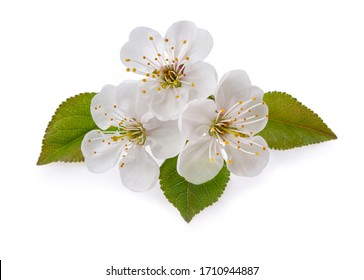 Cherry in blossom isolated on white background.