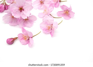 桜 生け花 の写真素材 画像 写真 Shutterstock