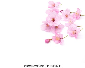 Cherry blossom isolated on white background. sign of spring - Shutterstock ID 1915353241