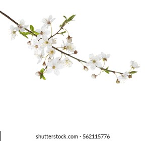 Cherry In Blossom Isolated On White  Background.