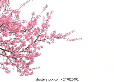 cherry blossom isolated white background