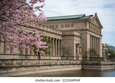 Cherry Blossom In Jackson Park Chicago