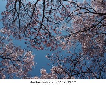 Cherry Blossom in Japan - Shutterstock ID 1149323774