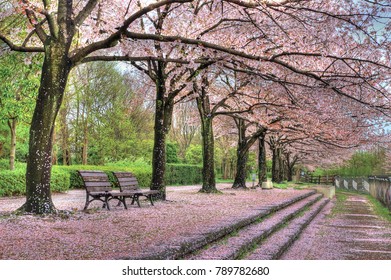 Cherry Blossom - Japan