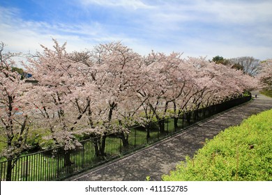 万博記念公園 Images Stock Photos Vectors Shutterstock