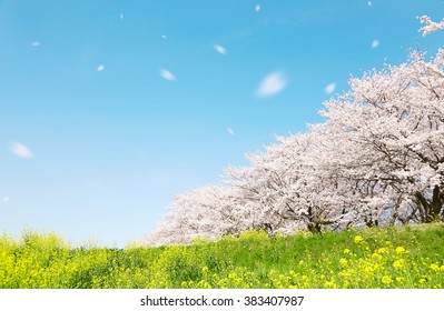 cherry blossom, Japanese spring scenics - Powered by Shutterstock