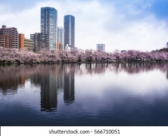 Cherry blossom and Landscape building reflection with blue sky and sakura bloom in Ueno park, Tokyo, Japan