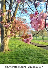 Cherry Blossom In Leith, Edinburgh