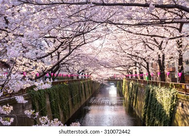 Cherry Blossom Lined Meguro Canal In Tokyo, Japan.
