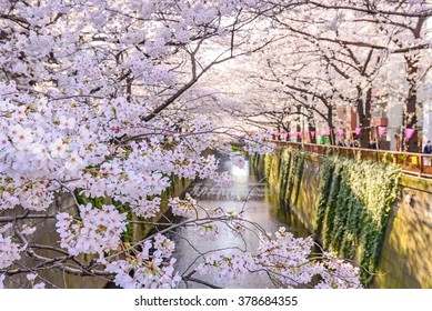 Cherry Blossom Lined Meguro Canal In Tokyo, Japan.