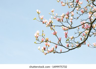 Imagenes Fotos De Stock Y Vectores Sobre Blossom Uk Shutterstock