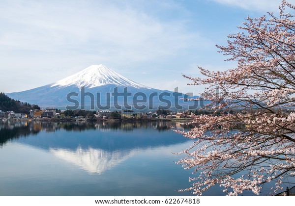 Cherry Blossom Mt Fuji Lake Kawaguchiko Stock Photo (Edit Now) 622674818