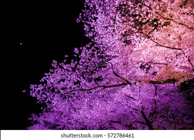 Cherry blossom in night light