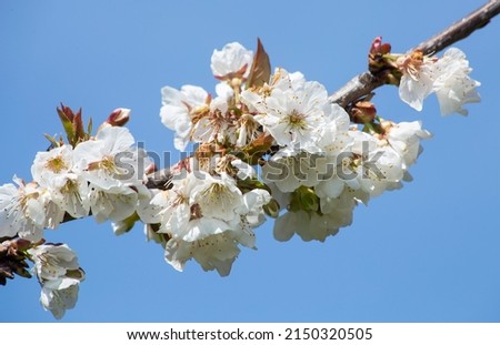 A cherry blossom on a branch crossing the image diagonally. background of completely clear blue sky