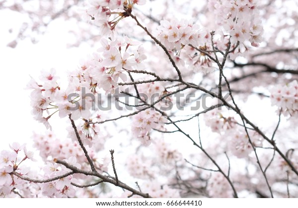 Cherry Blossom On Tree Japan Winter Stock Photo Edit Now