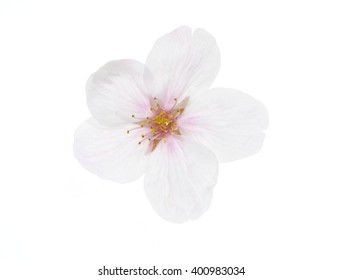 Cherry Blossom On White Background
