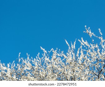 Cherry blossom over clear blue sky, Beautiful White Sakura flowers with Spring Sky - Shutterstock ID 2278472951