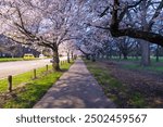 Cherry blossom pathway in Christchurch, New Zealand