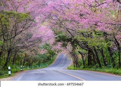 Kirschblütenweg in Doi Ang Khang, Chiang Mai, Thailand