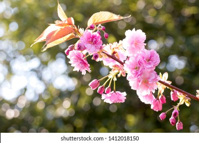 Imagenes Fotos De Stock Y Vectores Sobre Blossom Uk Shutterstock