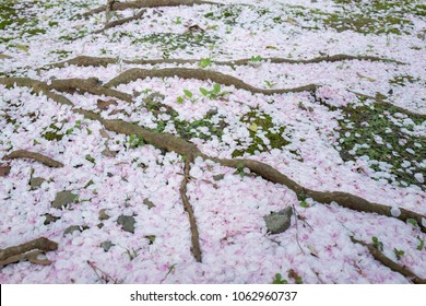Cherry blossom petals falling at the base