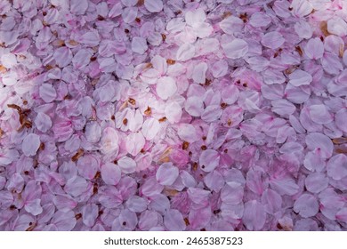 Cherry blossom petals are floating on the surface of the water.  - Powered by Shutterstock