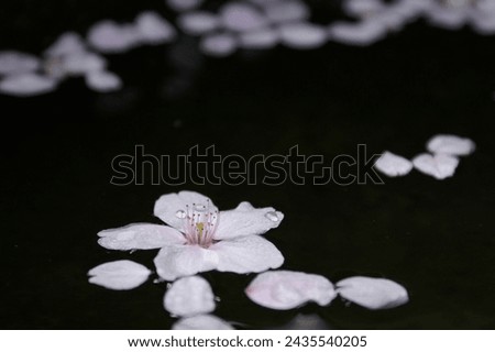 Cherry blossom petals and water droplets floating on the water surface, macro. 