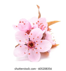 Cherry blossom , pink sakura flower isolated in white background - Shutterstock ID 605208356