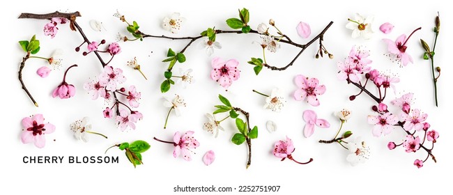 Cherry blossom. Pink sakura spring flowers and white cherry petals isolated on white background. Springtime concept. Creative banner. Flat lay, top view. Floral design element